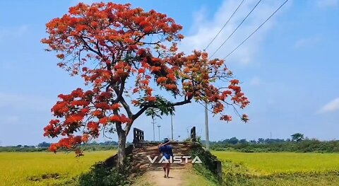 গ্রামের কোলাহল || Gramer Kolahal.