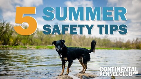5 Summer Safety Tips for Dogs