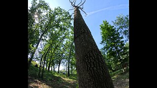 Dropping a big dead oak