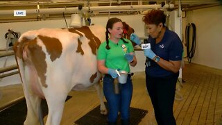 Milking cows at the Wisconsin State Fair