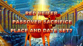 RED HEIFER SACRIFICE IN 9 DAYS TIME