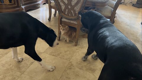 Playful cat enjoys a game of whack a Great Dane before breakfast