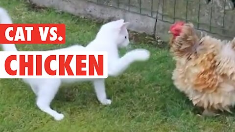 A war between A Cat and A Chicken