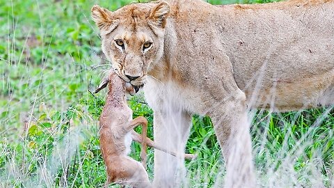 Baby Impala Fights Back With Head inside Lion's Mouth