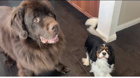 Newfoundland and Cavalier King Charles go crazy for presents!