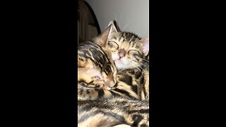 Bengal cat get scared of a fart