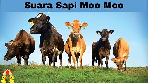 Sounds of cute cows playing and eating grass | Moo Moo Cow | Moos voice