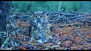 A Morning Owlet Sneak Peek 🦉 2/28/22 06:46