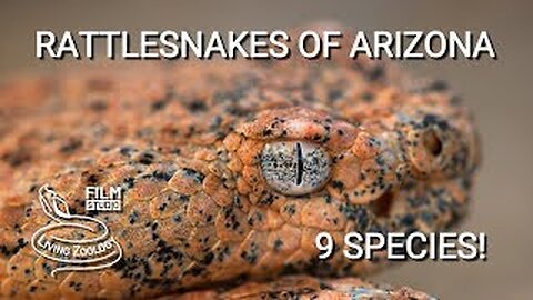 Rattlesnakes of Arizona - 9 species of venomous pit vipers from Sonoran desert #viral