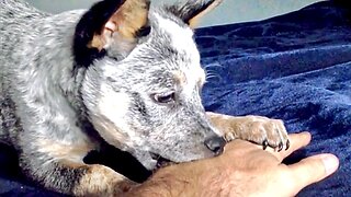 Part 2 of 6: The Best of ZIPPY BLUE HEELER the Mini Australian Cattle Wonder Dog!!