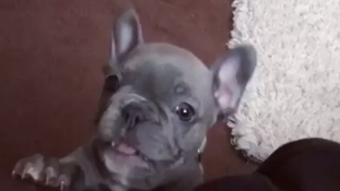 This Adorable French Bulldog Has The Most Delightful Bark