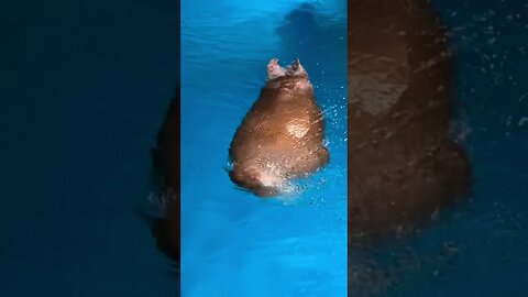 Funny walrus makes a face 🤣 #shorts