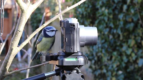 My New Cameraman “Blue”
