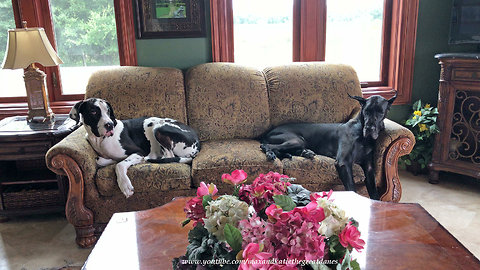 Sleepy Great Danes Love To Share the Sofa