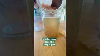 Feed water kefir grains between fermentations #Water #kefir