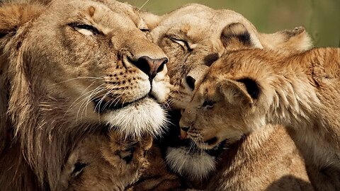 SIX LION CUBS enjoy their first outdoor adventure