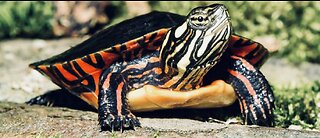 5 Fun Facts About The Painted Turtle