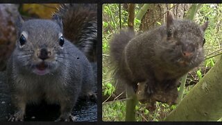 Squirrel Sounds - Calling, Screams and Confusion In The Wild
