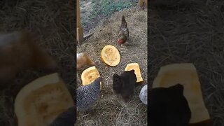 High Speed Chickens Eating Pumpkin