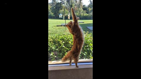 Funny Cat stretches and talks while hunting a lizard