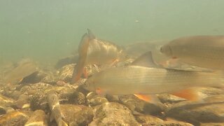 Underwater River Footage - Lovely Fish Dance