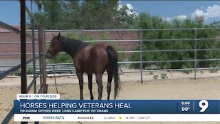 Horse based therapy program for veterans