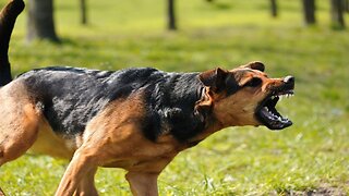How to Make Your Dog Become Fully Aggressive: A Simple Guide