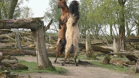 Fighting wild Konik horses demonstrate their power