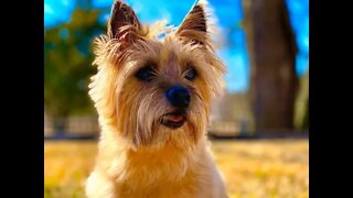 Dixie the Norwich terrier - Happy New Year 2020