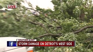 Storms down trees in Detroit