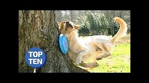 Best Funny Animal Videos of 2024😂Funniest Animal Cat& Dog 2024😹