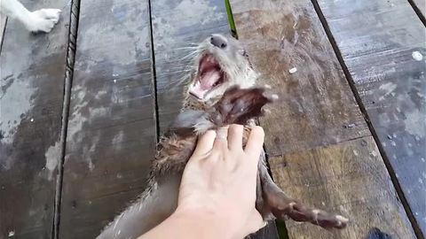 Man plays with friendliest wild otter ever