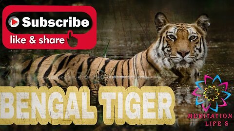 Bengal tiger - Tiger walk - Full_hd video - Tiger roaring - The most powerful animal living -