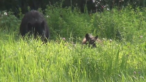 Black Bear life in the forest| wild animals (episode 5)