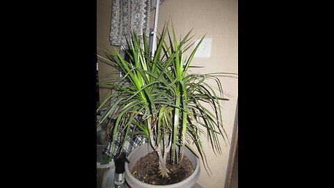 Eye Catching Green Dragon Tree Nov 2022