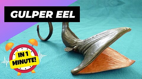 Gulper Eel - In 1 Minute Real Deep Sea Monster | Top Animals