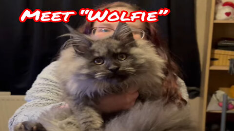 Meet "Wolfie"