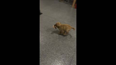 Golden retriever puppy steals flip flop.