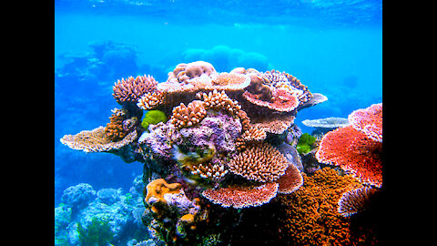 Beautiful Coral Types and Gorgons in The Caribbean Sea