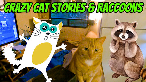 Crazy Cat Stories And Raccoons