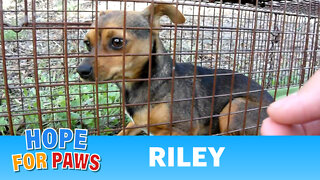 Dog rescue: Riley