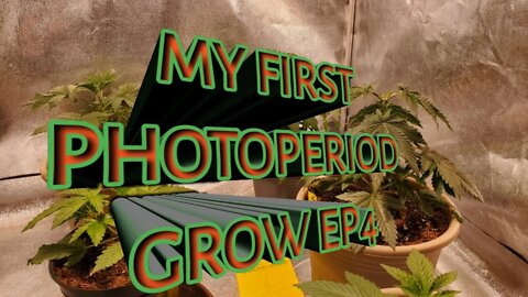 My First PhotoPeriod Grow EP4