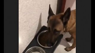 Dog Won't Eat Unless He Thinks Food Was Prepared Like Human Food