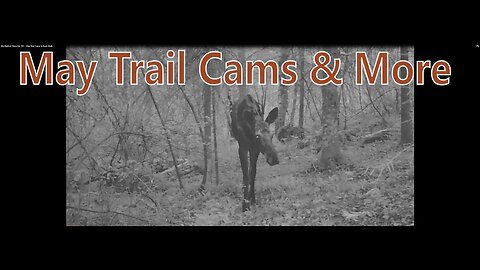 My Bigfoot Story Ep. 181 - May Trail Cams & Bush Walk