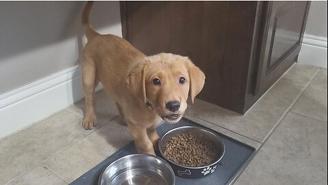 Oakely's first meal at home and she tosses her water!