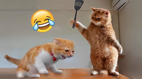 funny animals 2023,funny cats,funny animals😂 Funniest Cats and Dogs 😺🐶