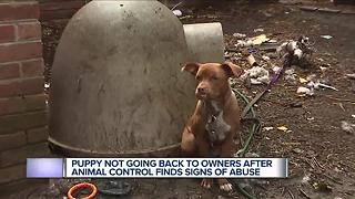 Puppy not going back to owners after animal control finds signs of abuse