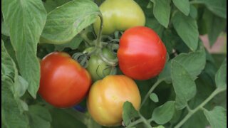 Glendale urban farm donating thousands of pounds of produce