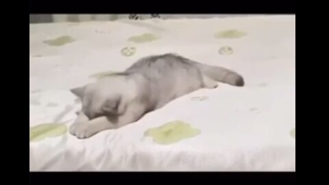 Cat Commando: Sleep!