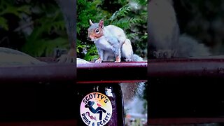 Working for Peanuts, Need a Drink! #funnyanimals #nature #shorts